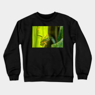 Cute Monkey Treefrog in the Rainforest Crewneck Sweatshirt